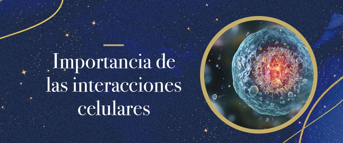 ¿Cuál es la importancia de la diferenciación de células madre en los tratamientos con fibroblastos?